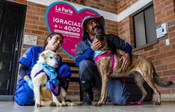 Casi 3.000 perros y gatos siguen en La Perla esperando que los adopten
