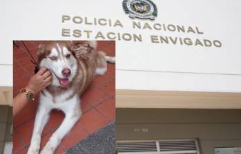 ¿Murió por negligencia? Perrita fue atropellada en Envigado pese a que estaría bajo custodia de las autoridades