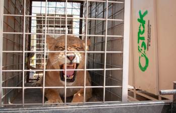 Muchos de estos animales han sido incautados a personas vinculadas con el narcotráfico. El problema continúa. FOTO afp 