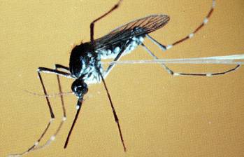 La fiebre amarilla es un virus que se transmite a través de un mosquito y puede ser mortal para quienes no cuenten con una vacuna contra esta enfermedad. Foto: Colprensa