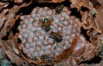 Nueva especie de abeja sin aguijón fue hallada en Medellín