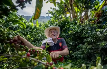 La Federación Nacional de Cafeteros está preocupada por la expedición de la Resolución 052 del Ministerio de Agricultura FOTO CAMILO SUÁREZ.