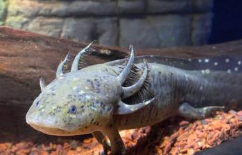 El ajolote es una especie originaria de México conocida por su capacidad para regenerar órganos y tejidos. imagen tomada de Atlantis Aquarium. 