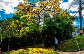 Investigadores de la UdeA analizaron especies como el mango, el guayacán y el urapán para evaluar su respuesta frente a la contaminación del aire en Medellín. FOTO: Camilo Suárez