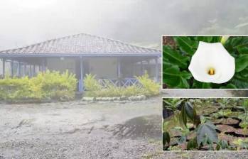 Las 80 plantas propagadas tienen algún grado de amenaza. FOTOS Cortesía Corantioquia