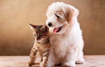 ¿Puedo usar antipulgas para perros en un gato? 