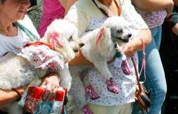 ¿Por qué los perros ladran?