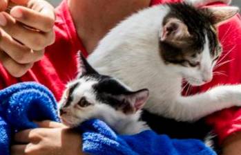 ¿De dónde vienen los gatos modernos? ¡Parece que son resultado de un sacrificio egipcio!