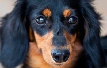 Cinco señales que indican que tu perro se siente solo
