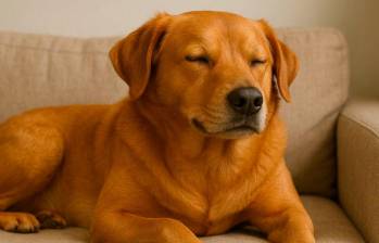Disfruta de un día de spa para perros en casa