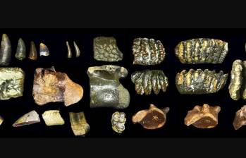 Fósiles hallados en el lecho marino frente a Java revelan cómo vivió el Homo erectus en Sondalandia hace 140.000 años. FOTO Cortesía Universidad de Leiden
