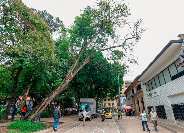 Así se veía este árbol la semana pasada, donde mostraba una alta probabilidad de colapsar. FOTO: ESNEYDER GUTIÉRREZ CARDONA
