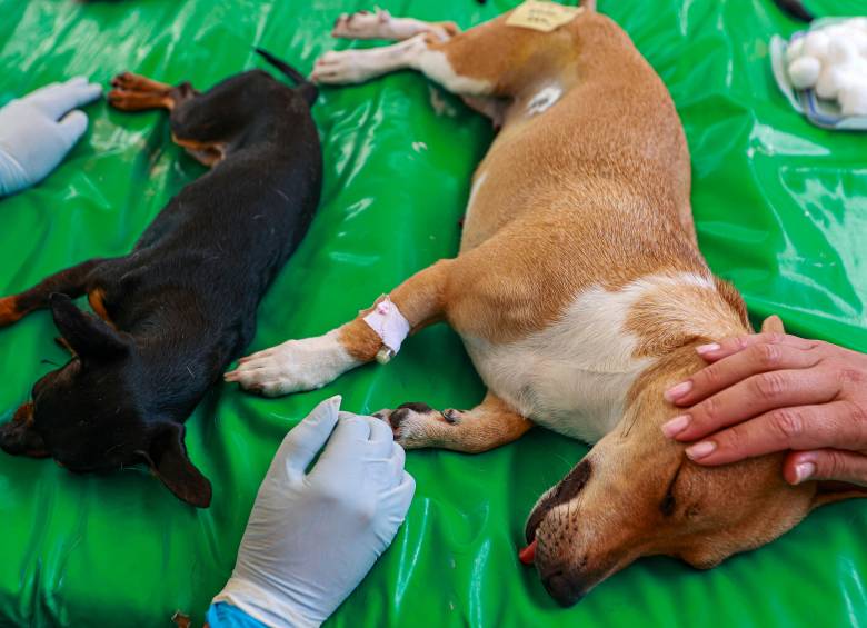La familia tenedora del perrito optó por una muerte asistida para evitarle la agonía durante cuatro o cinco días más por la herida que sufrió en la cabeza. Imagen de referencia. FOTO: Manuel Saldarriaga